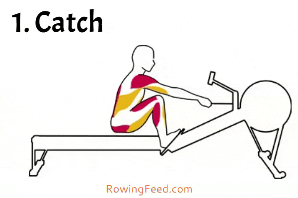 proper form of rowing by rowingfeed.com